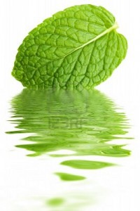 menthe-bio-infusion-poivree-the-tisane-sauvage-cultiver-huiles-essentielles Menthe : quelles sont les vertus de cette plante médicinale ?