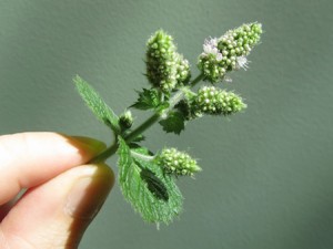 menthe-bio-infusion-poivree-the-tisane-sauvage-cultiver-huiles-essentielles-agoji Le genre Mentha compte environ 69 espèces qui s'hybrident facilement entre elles.