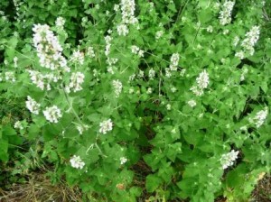 Menthe bio pouliot Mentha pulegium