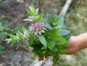 La Menthe des champs