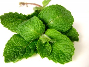 Menthe poivrée bio