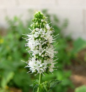 La menthe bio : une plante médicinale aux nombreux bienfaits